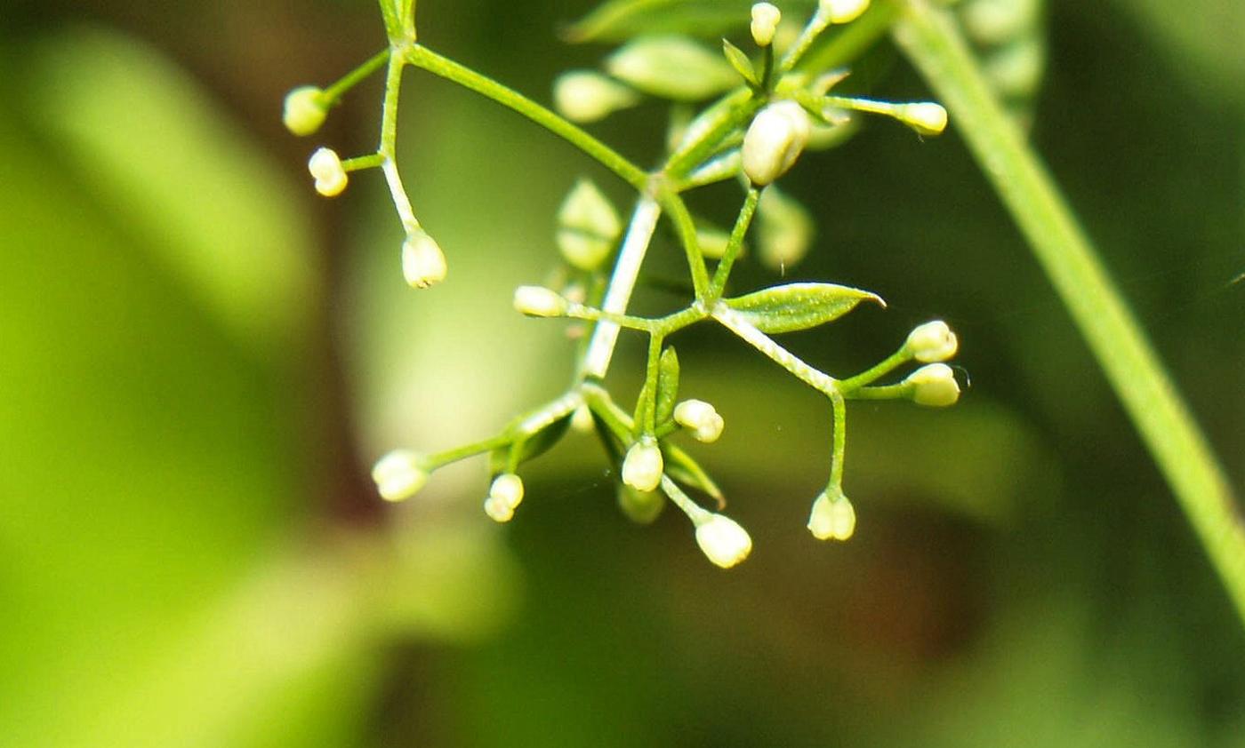 Bedstraw, (Shiny-leaved) fruit